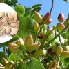 باردهی