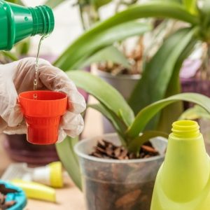 تغذیه و کوددهی