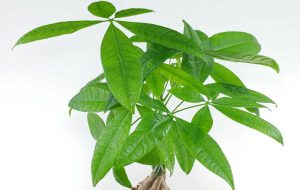 خصوصیات مورفولوژیکی پاچیرا