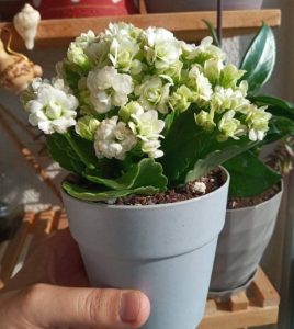 اثرنانوکود