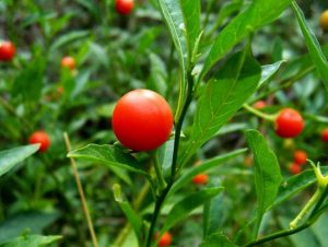 گیاه گیلاس مجلسی