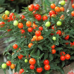 گیلاس مجلسی