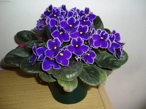 بنفشه آفریقایی