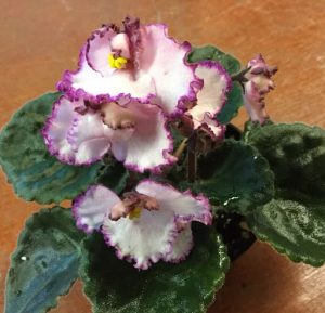 بنفشه آفریقایی