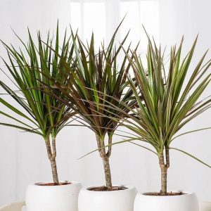 دراسنا پرچمی