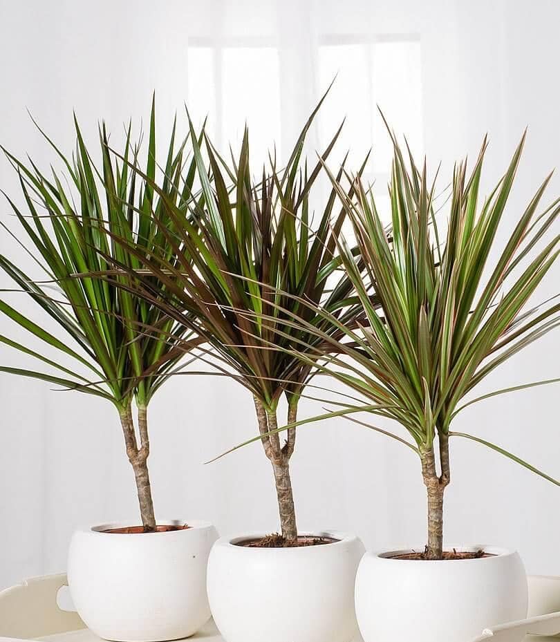 دراسنا پرچمی