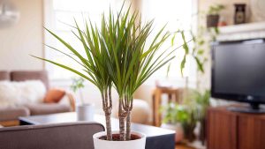 دراسناپرچمی