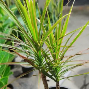 دراسنا پرچمی