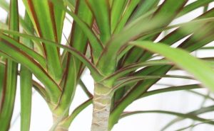 دراسناپرچمی