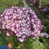 سینره