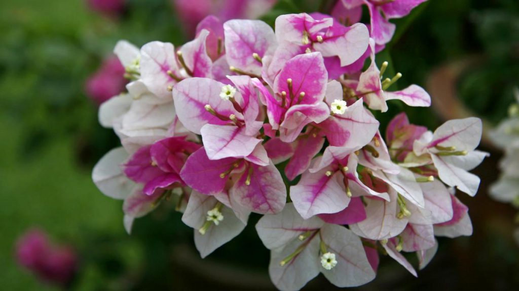 کاغذی