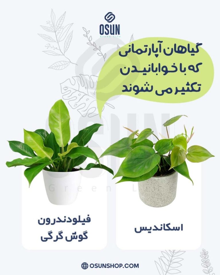خوابانیدن گیاهان آپارتمانی