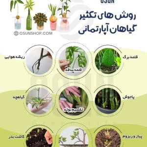 روش های تکثیر گیاهان آپارتمانی