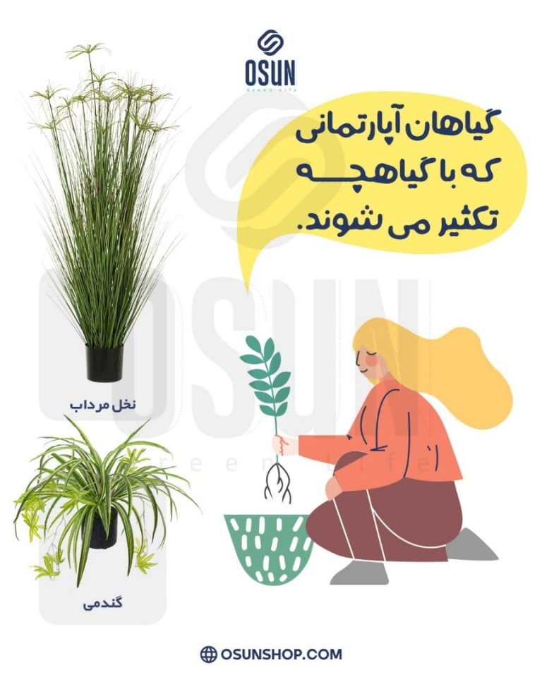 تکیثر با گیاهچه