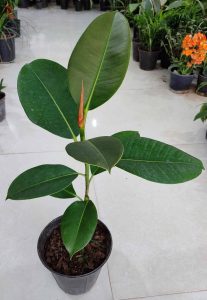 فیکوس الاستیکا