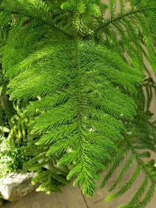 کاج مطبق
