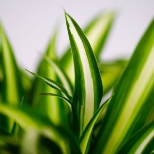 فتوتروپیسم منفی ریشه گندمی