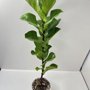 فیکوس لیراتا